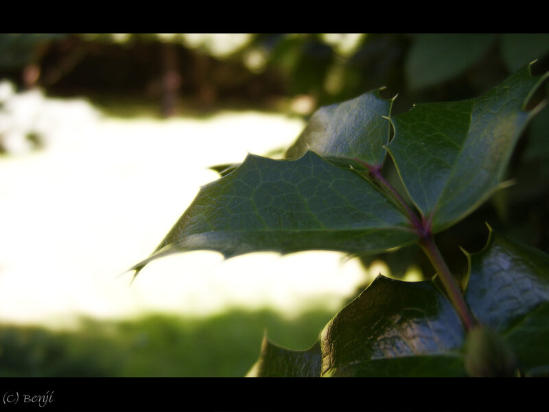 close-up of holly leaves