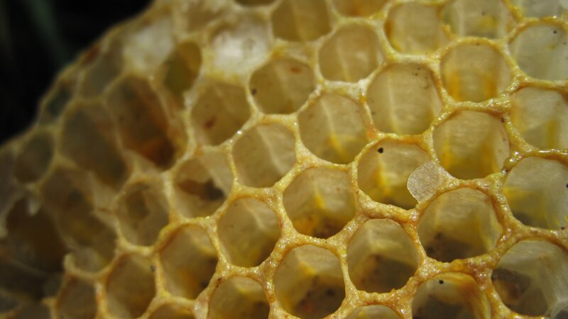 close-up of honeycomb structure