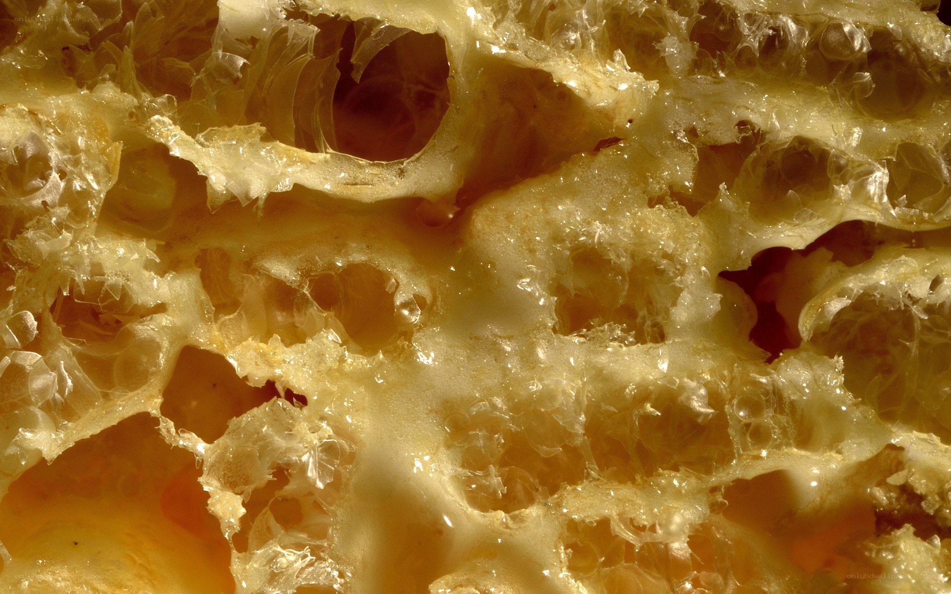 Close-up of honeycomb structure
