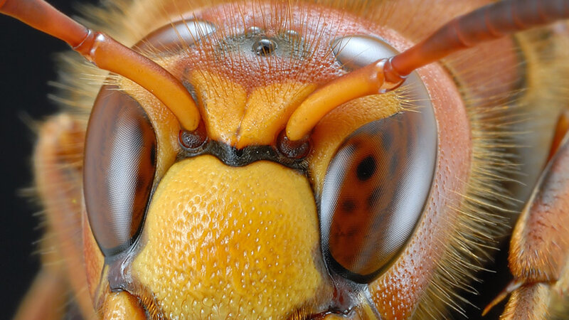 Close-up of Hornet Head