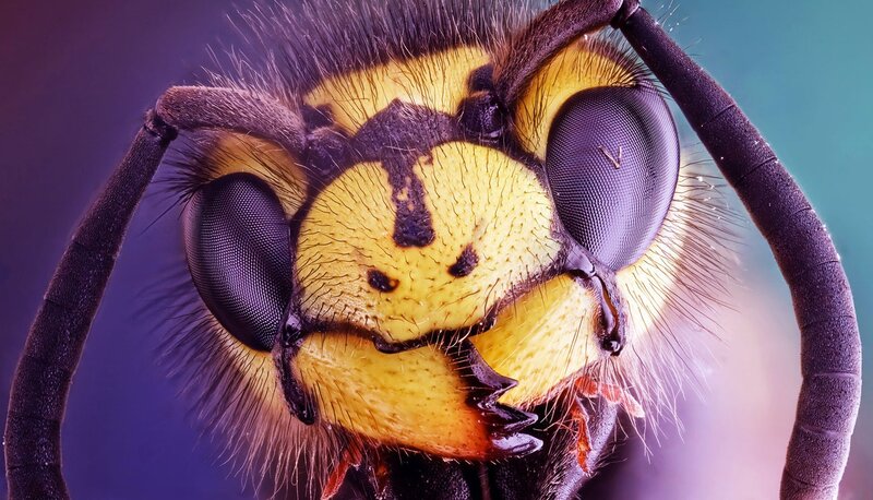 Close-up of Hornet Head — Yellow