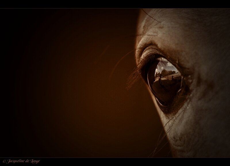 close-up of horse eye