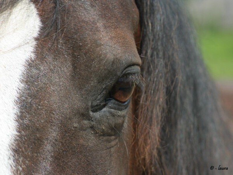 close-up of horse eye