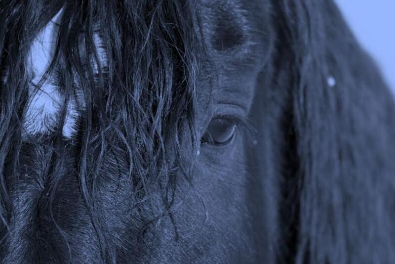 close-up of horse eye