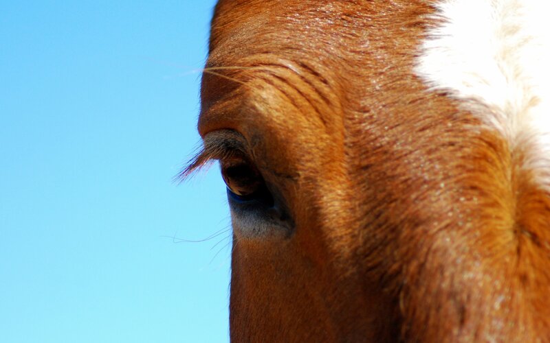close-up of horse eye