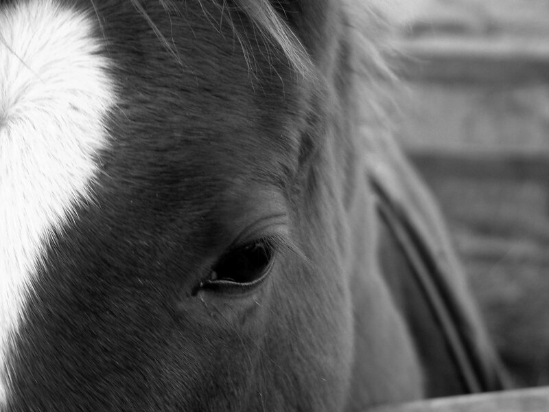close-up of horse eye