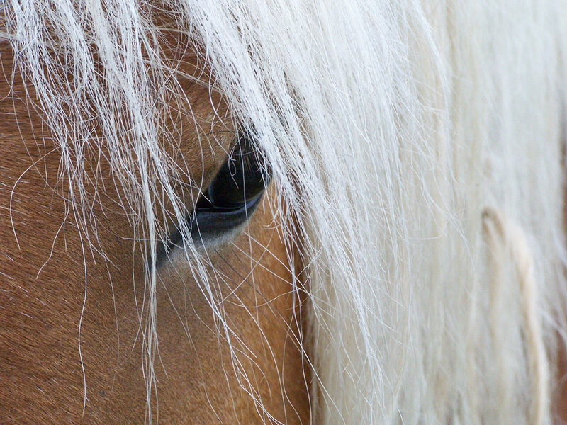 close-up of horse eye