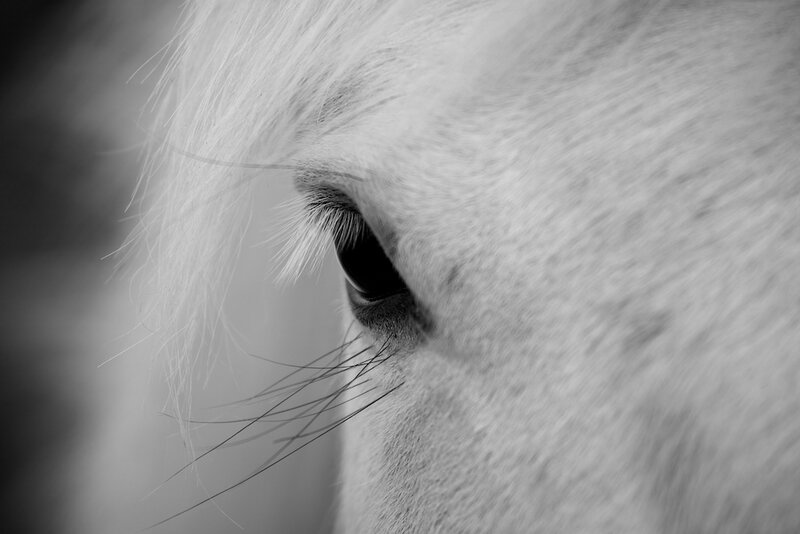 Close-up of Horse Eye — Black