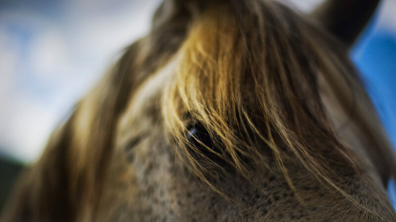 Close-up of Horse Eye — Brown, Calm, Afternoon