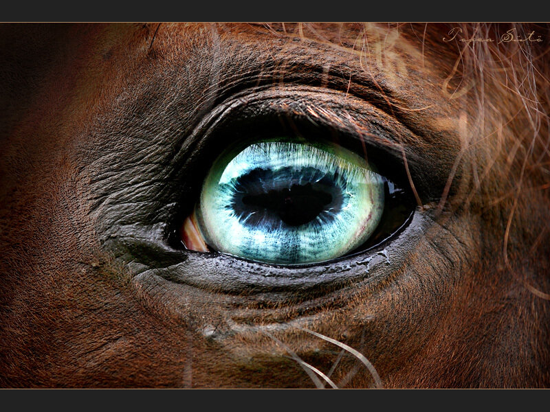 Close-up of Horse Eye — Brown