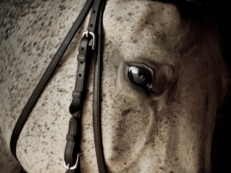 Close-up of Horse Eye — Gray