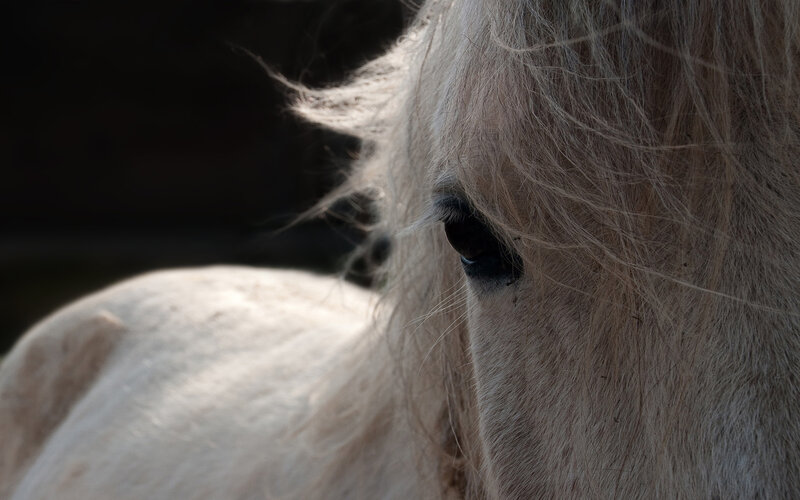 Close-up of Horse Eye — White, Dramatic