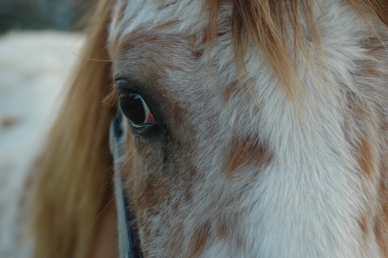 Close-up of Horse Eye — White