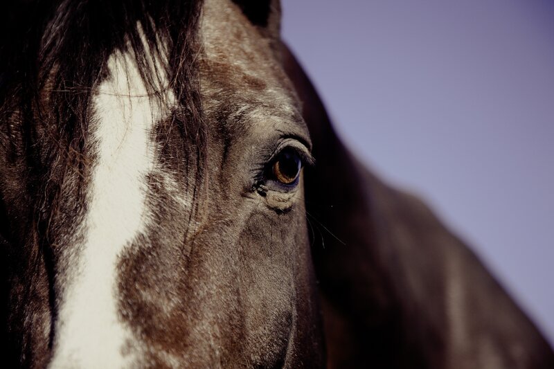 Close-up of Horse Face