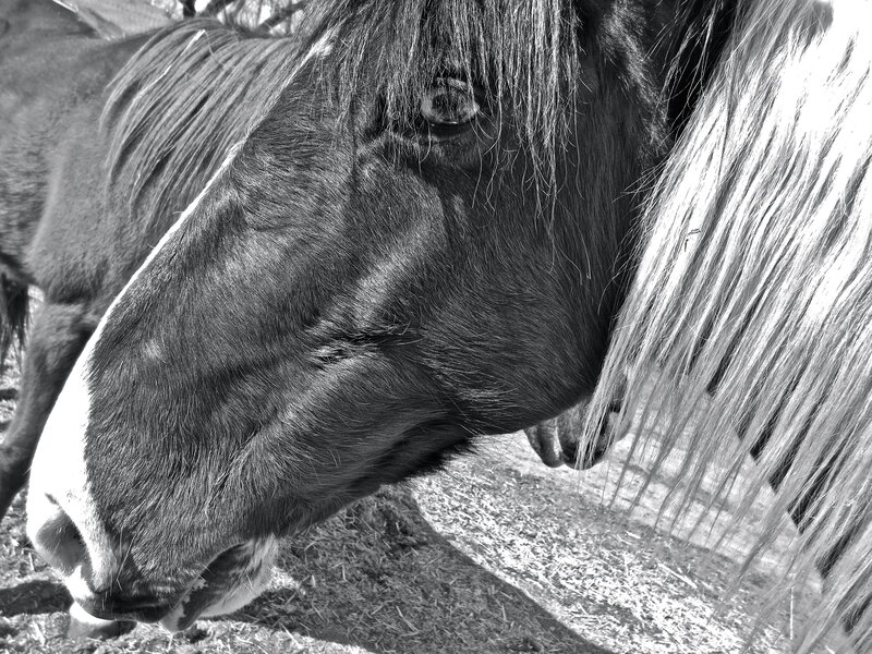 Close-up of Horse Head — Black