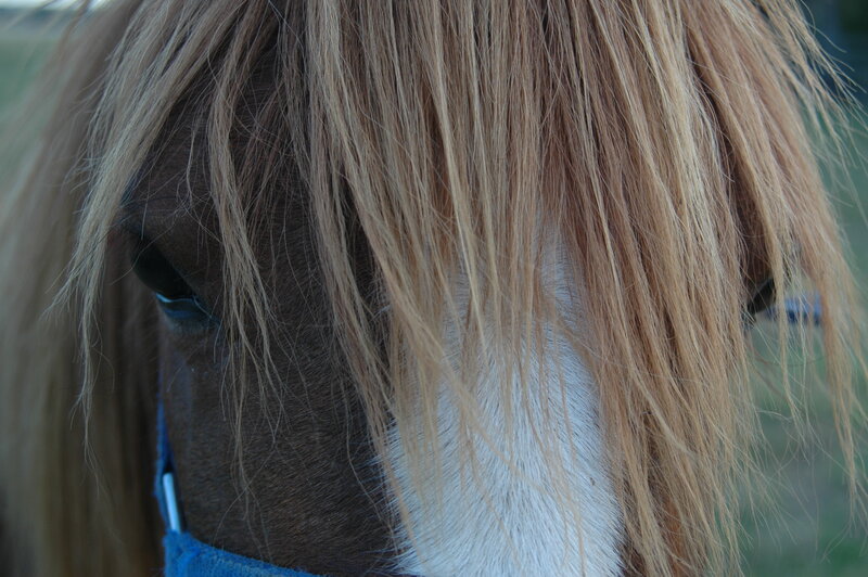 Close-up of Horse Head — Brown, Calm