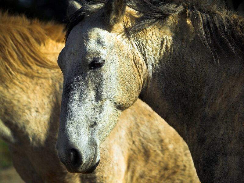 Close-up of Horse Head — Brown