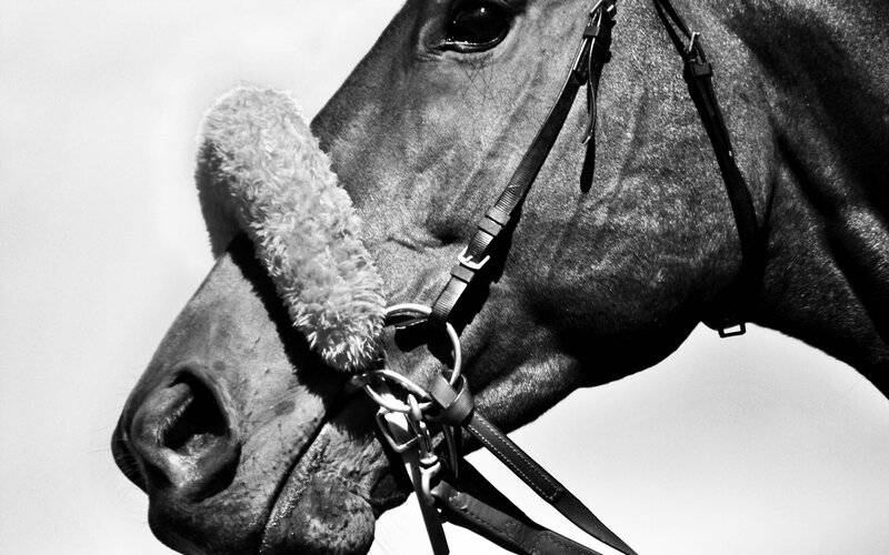 close-up of horse head