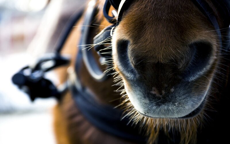 Close-up of Horse Nose — Brown