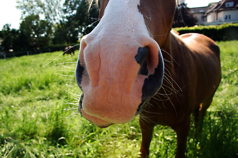close-up of horse nose