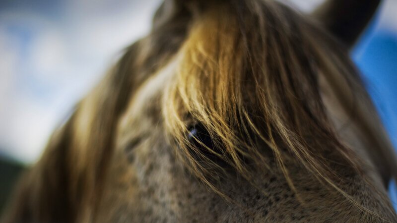 close-up of horse's eye