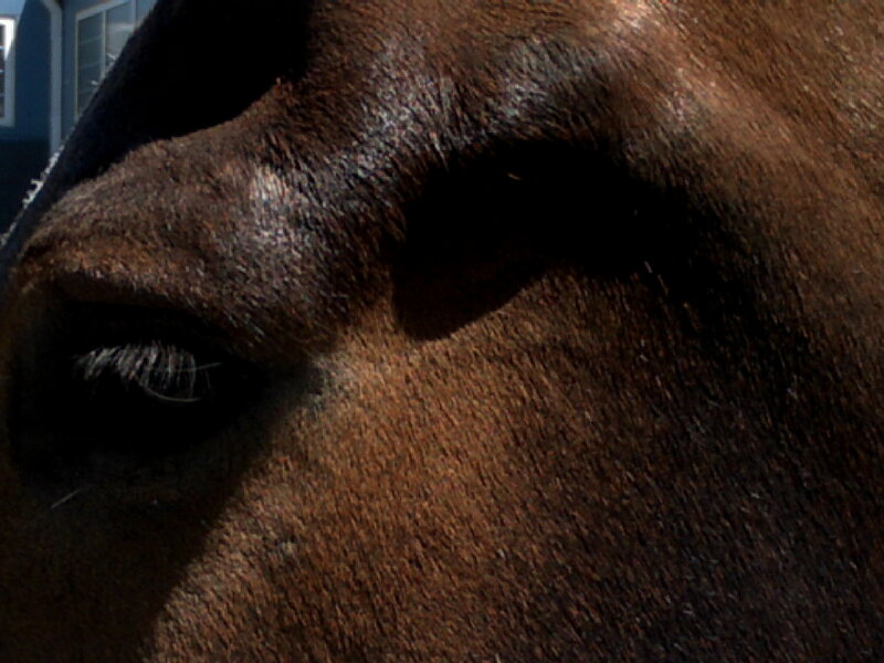 close-up of horse's eye