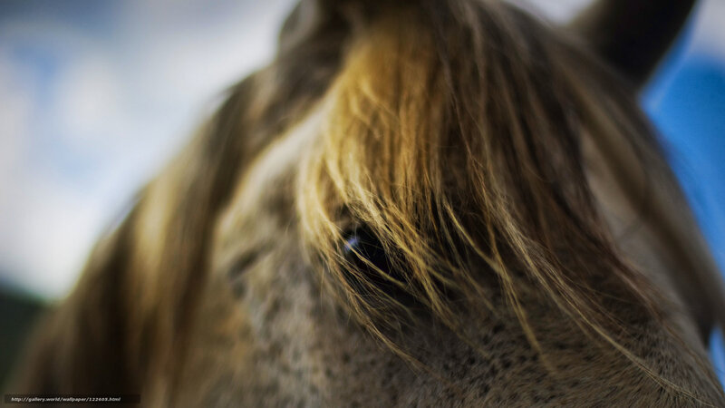 close-up of horse's eye