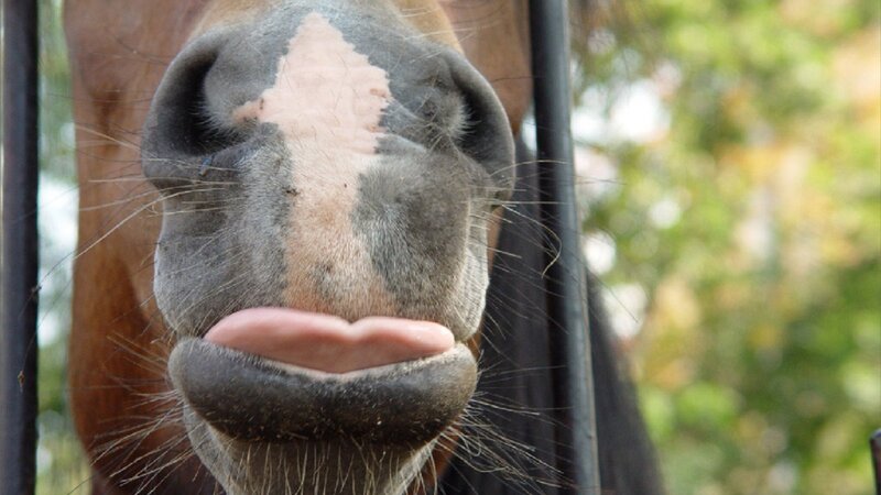 close-up of horse's face