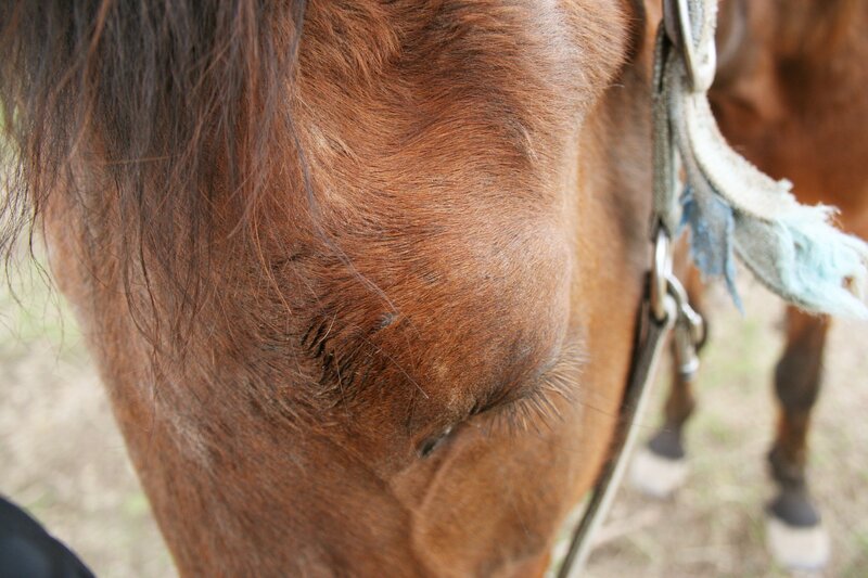 close-up of horse's face