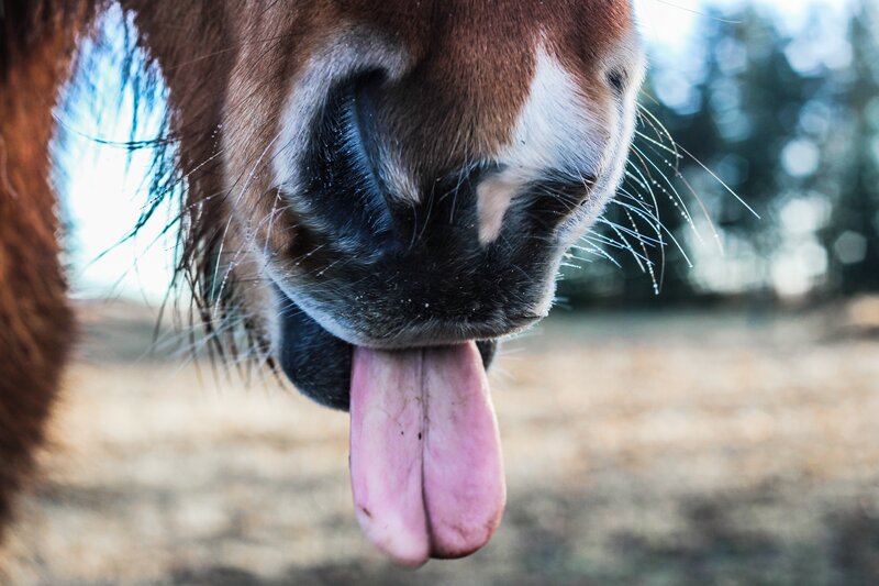 close-up of horse's face