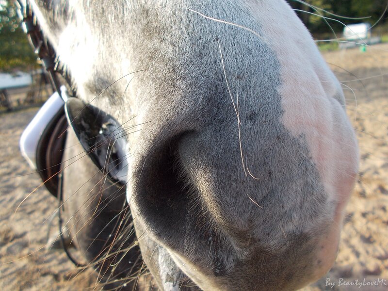 Close-up of Horse's Nose