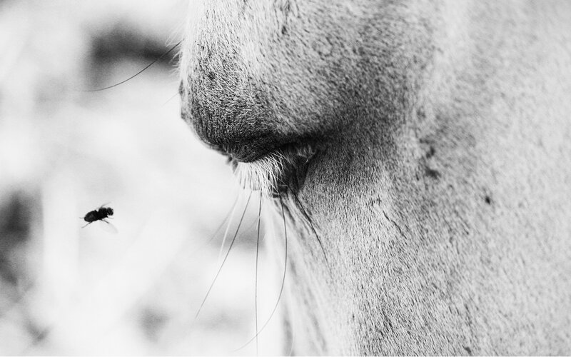 close-up of horse with fly
