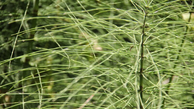 close-up of horsetail plant