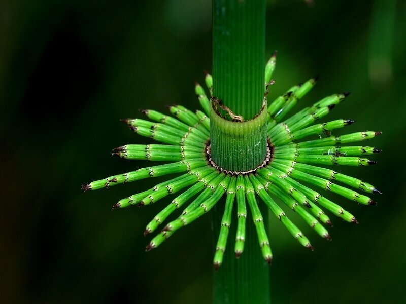 close-up of horsetail plant