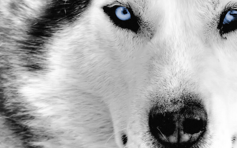 close-up of husky dog