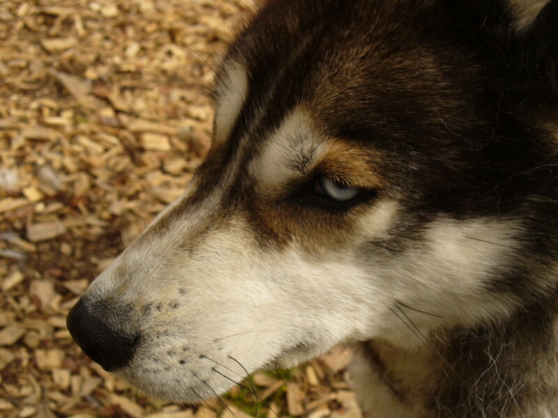 close-up of husky dog