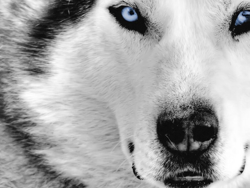 close-up of husky dog
