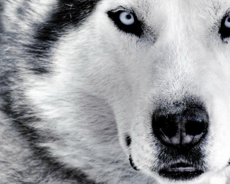 close-up of husky dog