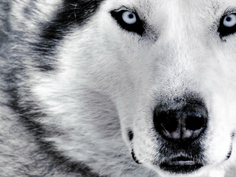 close-up of husky dog
