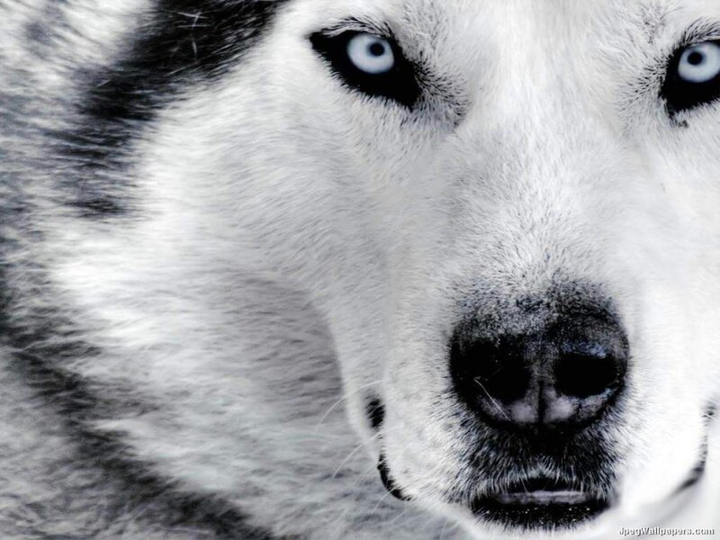 close-up of husky dog