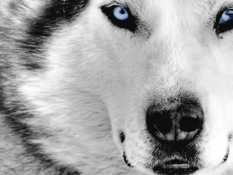 close-up of husky dog