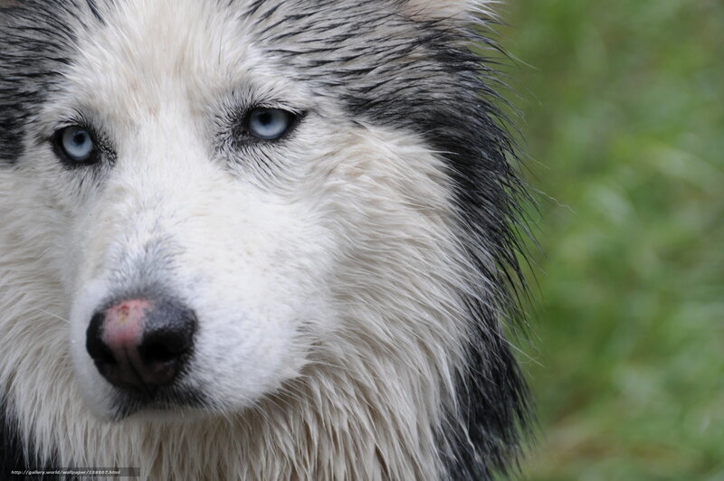 close-up of husky dog