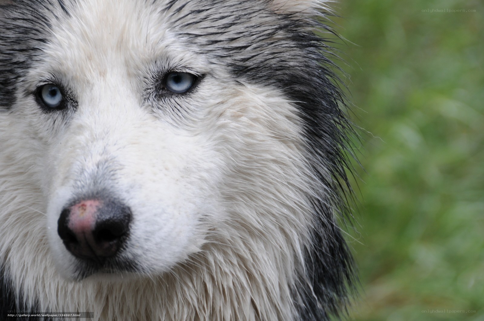 close-up of husky dog