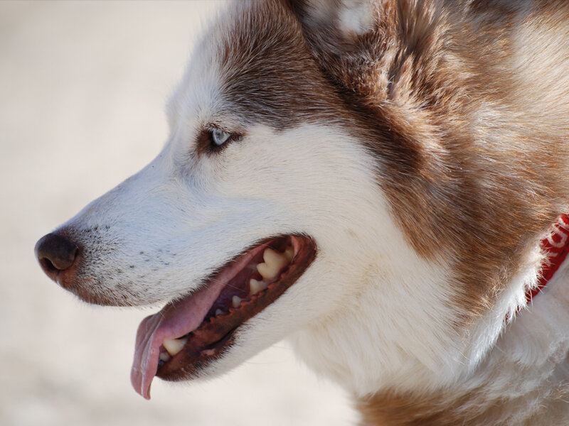 close-up of husky dog