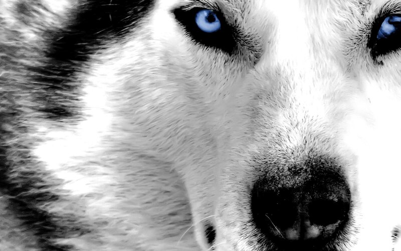 close-up of husky dog