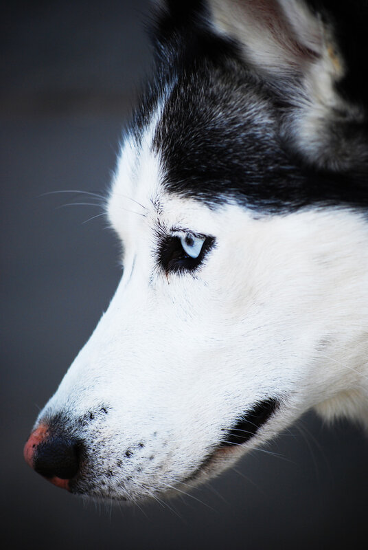 close-up of husky dog