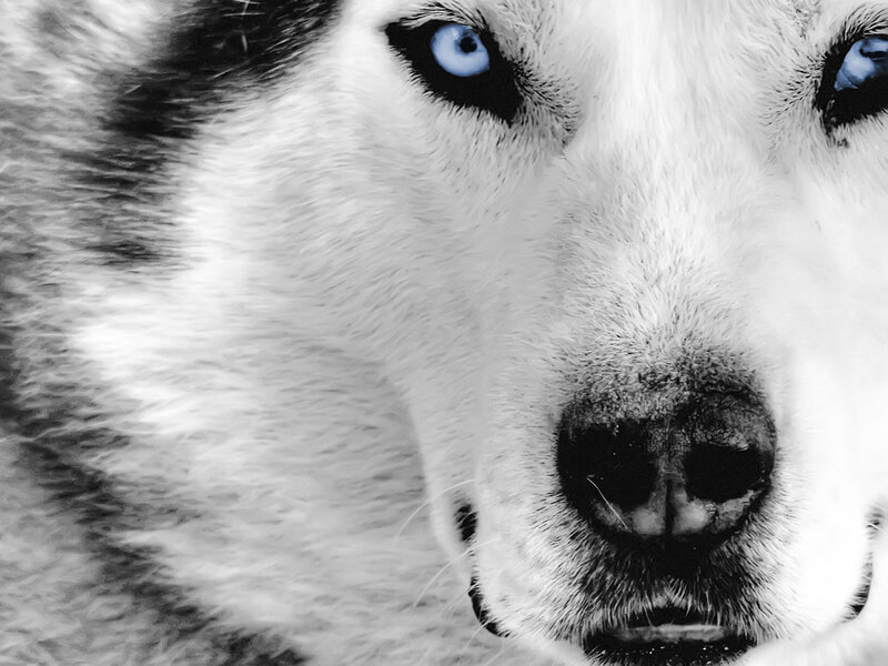 close-up of husky dog