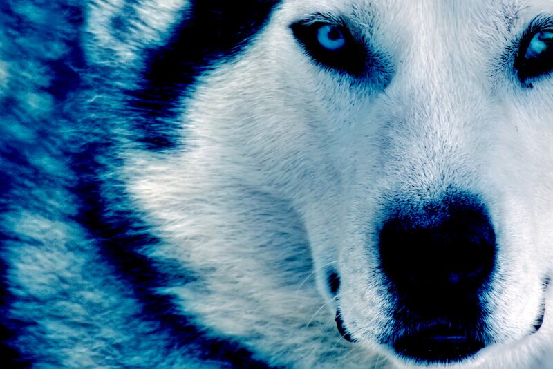 close-up of husky dog