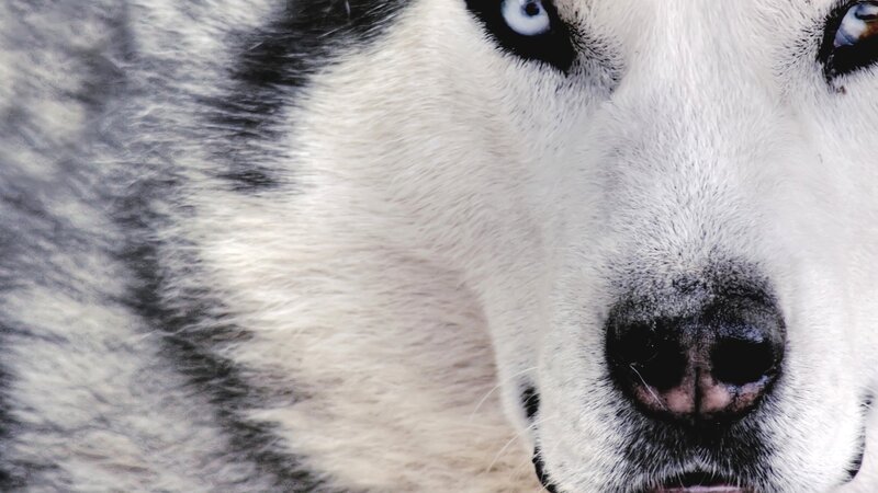 close-up of husky dog
