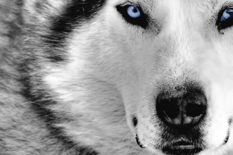 close-up of husky dog